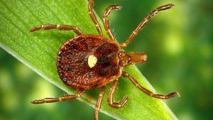 Lone star tick (Amblyomma americanum)