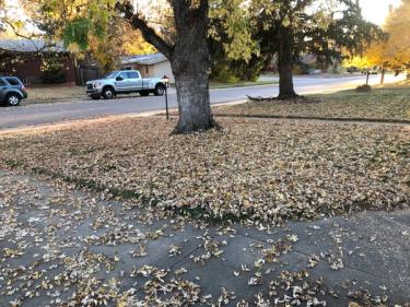 Before mulching fall leaves