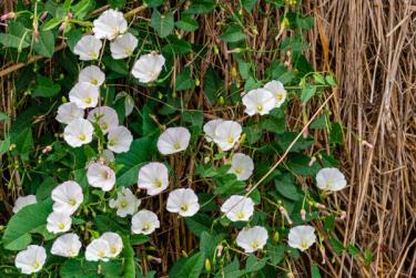 Field bindweed growing on tall brush