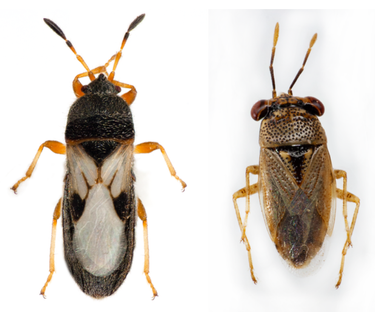 Chinch bug versus a Big-eyed Bug