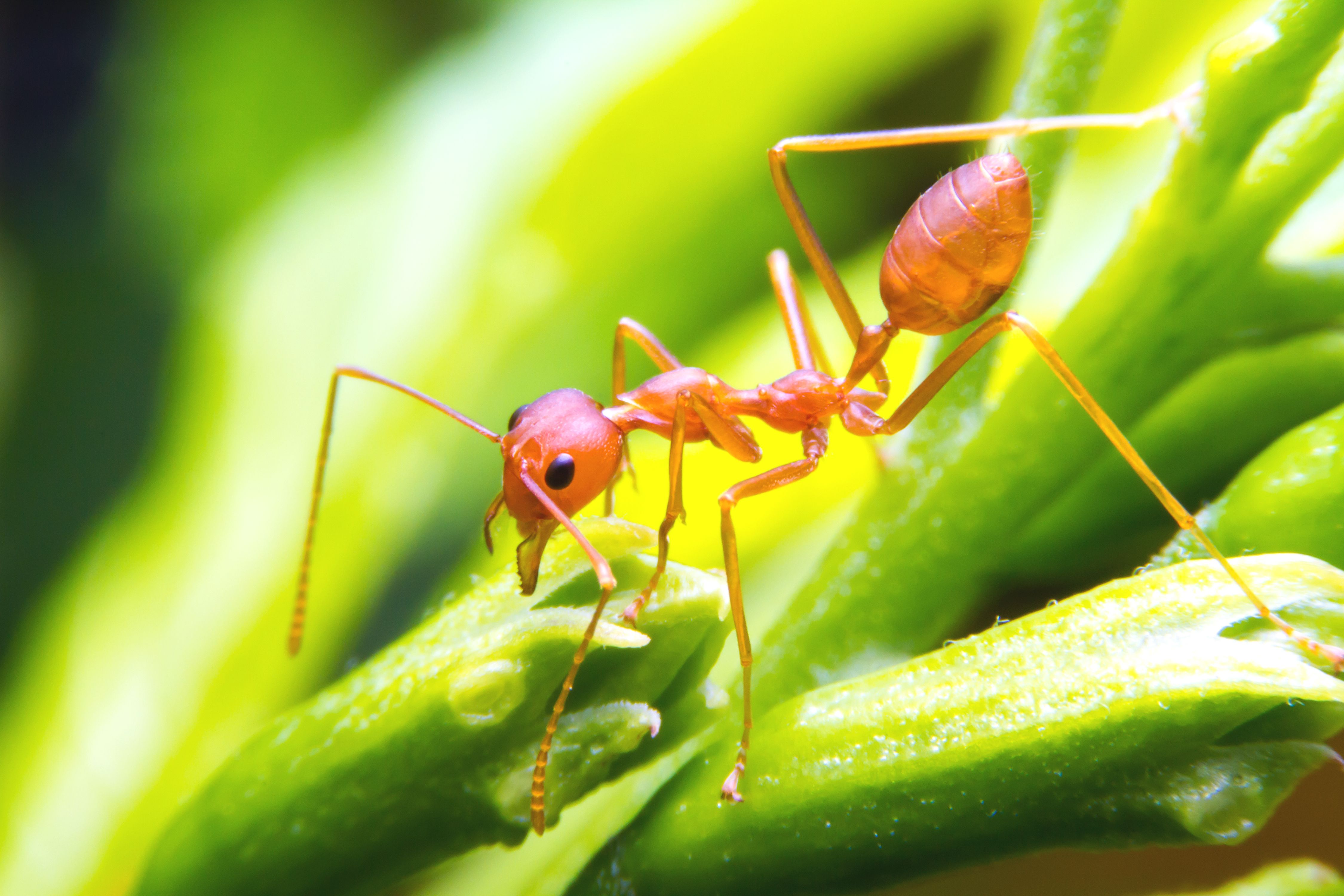 Close up of a fire ant