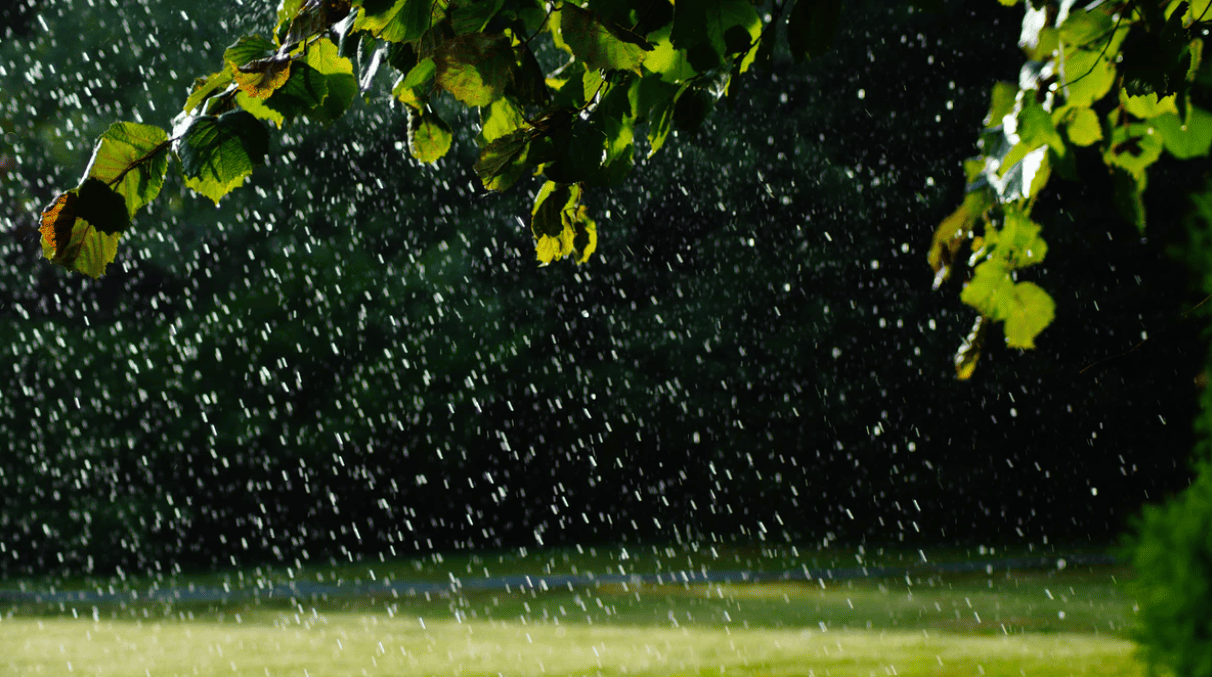 A sprinkler sprays water across green tree leaves and a backyard lawn.