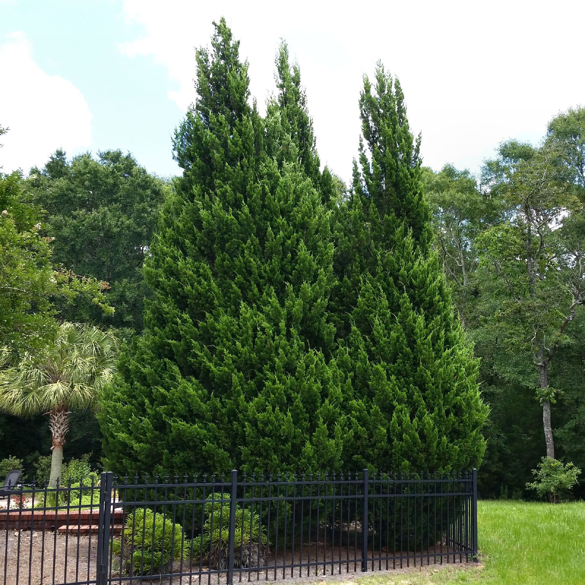 Leyland Cypress Tree Mature