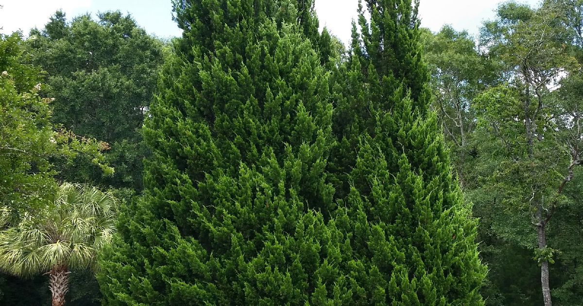 leyland-cypress-tree-sunday-lawn-care