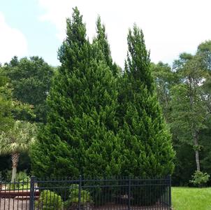 Leyland Cypress Tree Mature