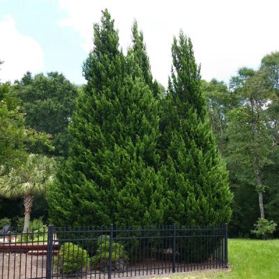 Leyland Cypress Tree Mature
