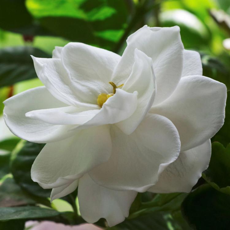 Radicans Gardenia Bloom