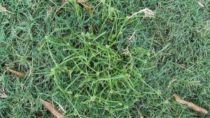 Kyllinga weed in lawn