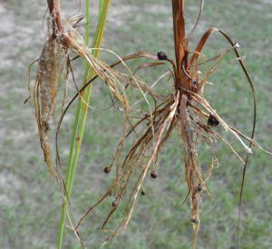 Nutsedge in lawn. Photo Credit: University of Florida