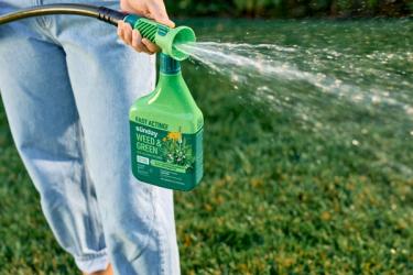 Person using a hose-end sprayer bottle of Sunday “Weed & Green” weed killer, spraying a wide stream over a lawn.