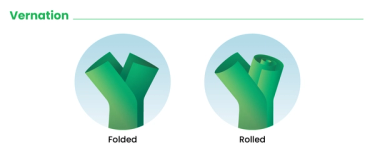 Graphic that shows types of vernation to identify grass