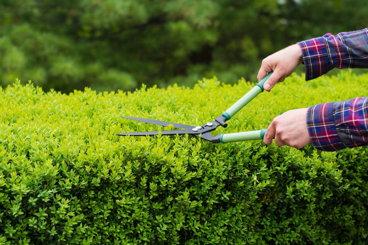 using shears to prune boxwood