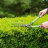 using shears to prune boxwood