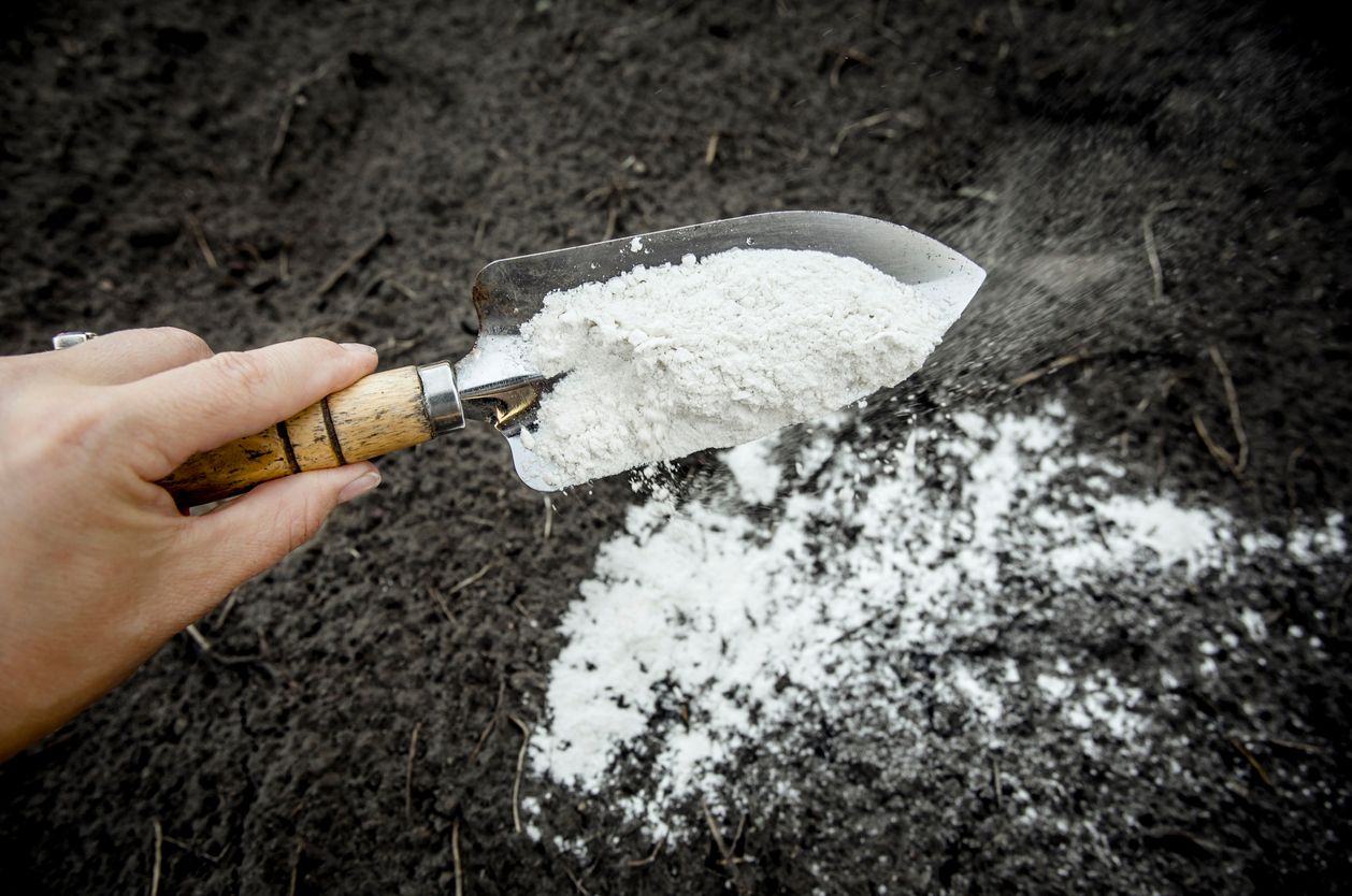 A gardener adding lime to soil