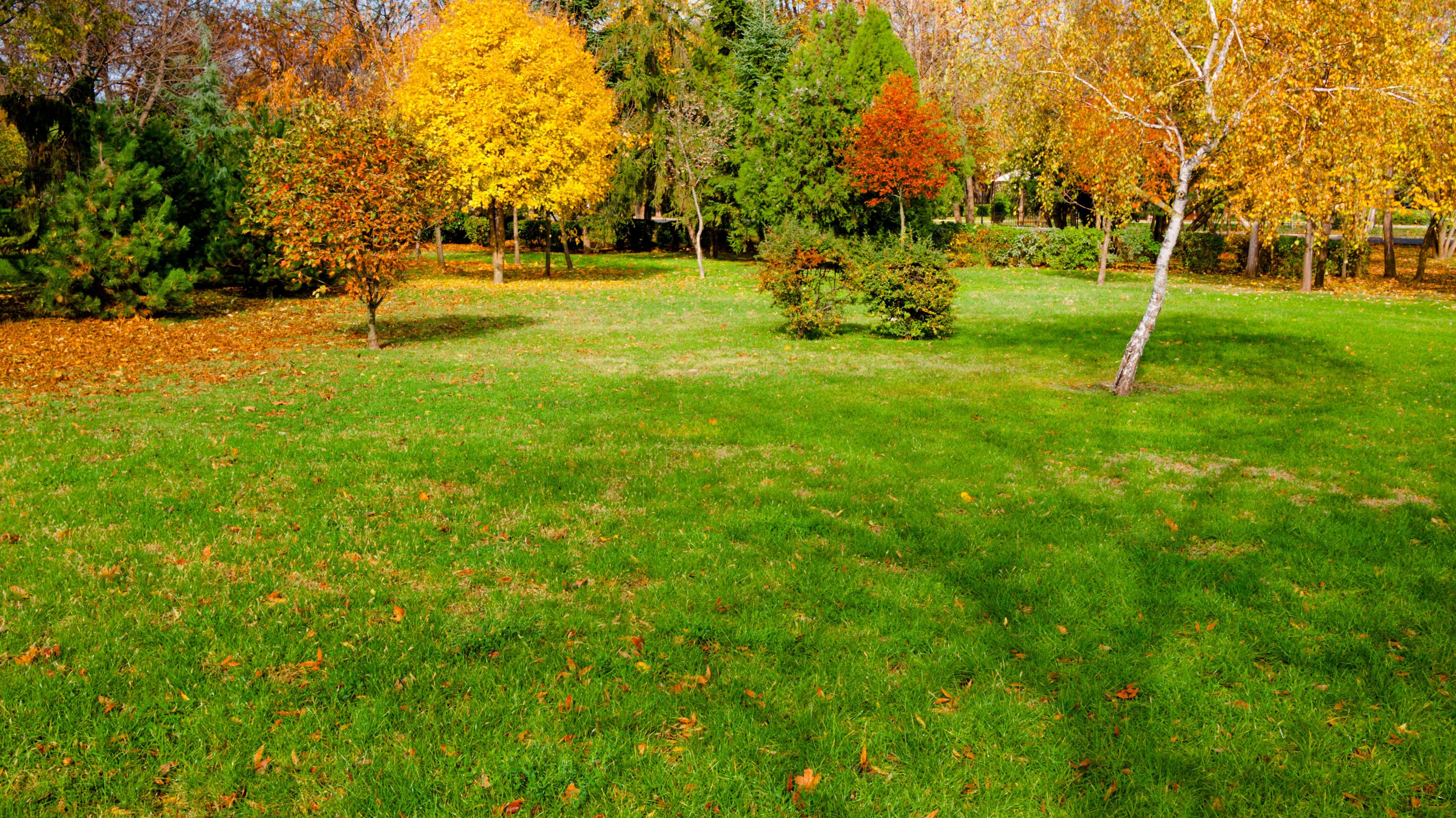 Fall lawn with fall trees and leaves