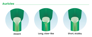 Graphic that shows types of auricles for identifying grass