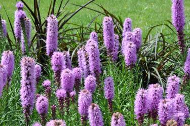 liatris