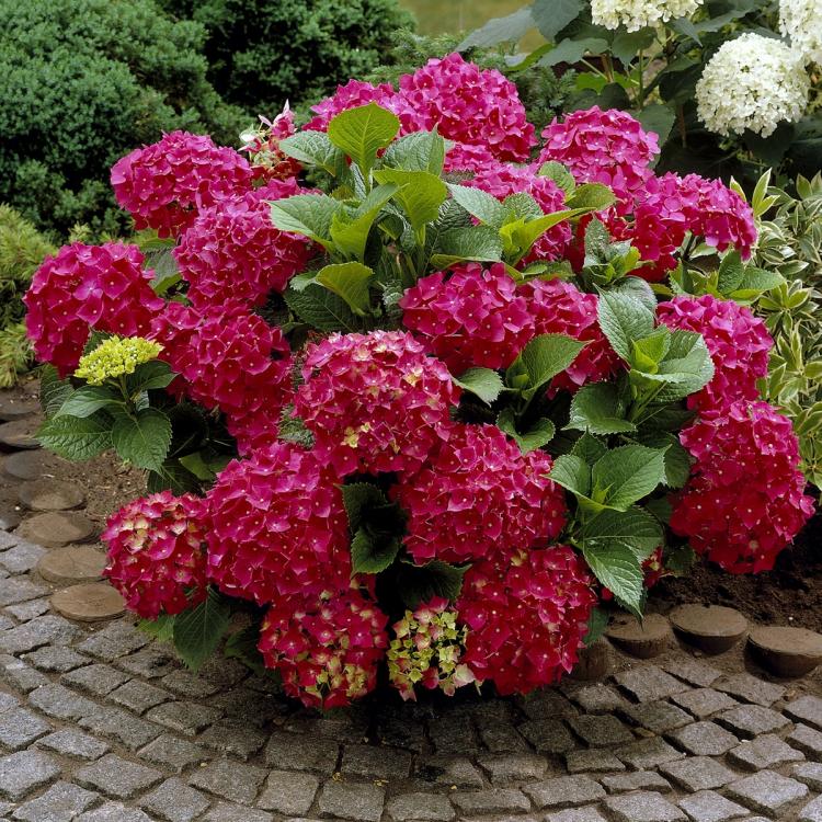 Red Beauty Hydrangea Mature
