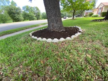 Thinning lawn area of St. Augustine grass under a tree