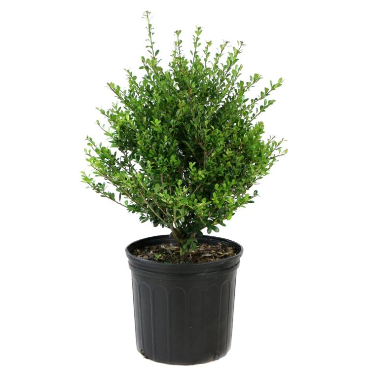 Compacta Holly Trade 3 Gallon Pot