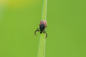 A tick on a green leaf