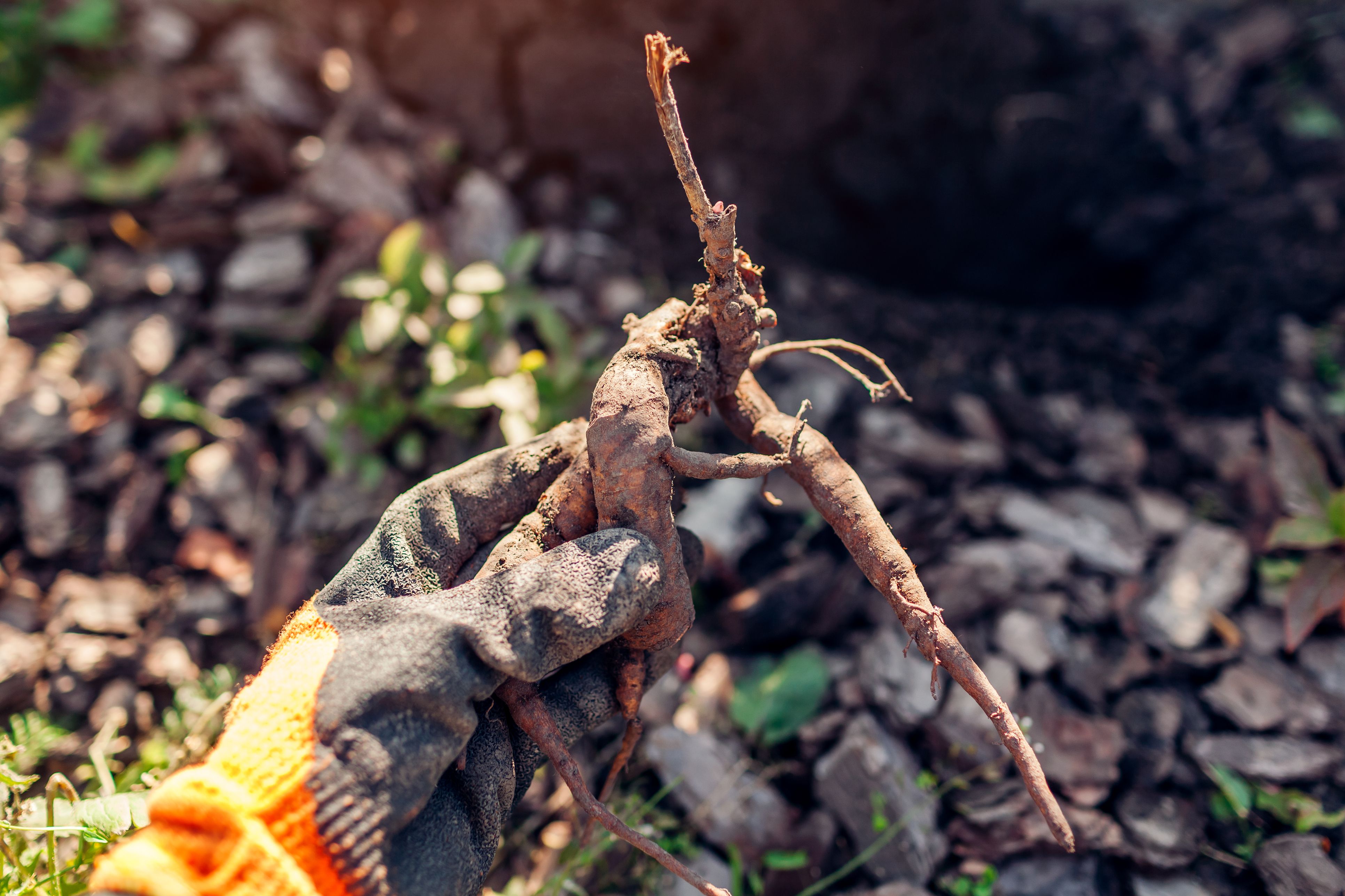 planting a bare root plant