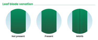 Graphic that shows leaf blade venation for identifying grass