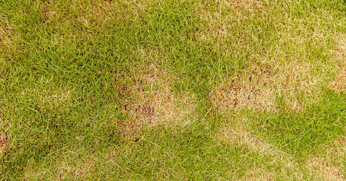 Turf Worms Sod Webworms: Damage, Treatment & Control | Sunday Lawn Care