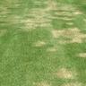 Grass exhibiting brown spots during summer months called, Summer Patch