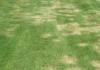 Grass exhibiting brown spots during summer months called, Summer Patch