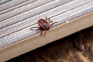 Closeup of a Lone star tick
