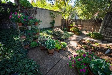 Sustainable annual, perennial and native landscaping in backyard