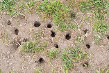 Vole damage entry holes on a lawn