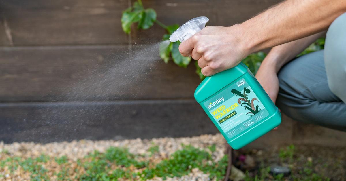 Weed Warrior Concentrate Instructions Sunday Lawn Care