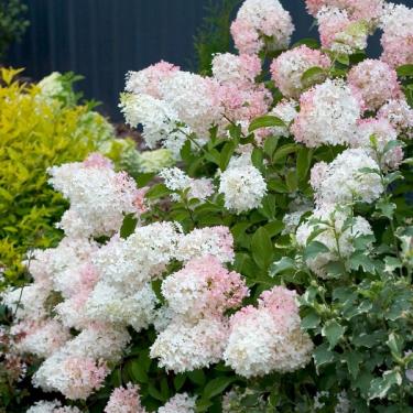 Phantom Hydrangea