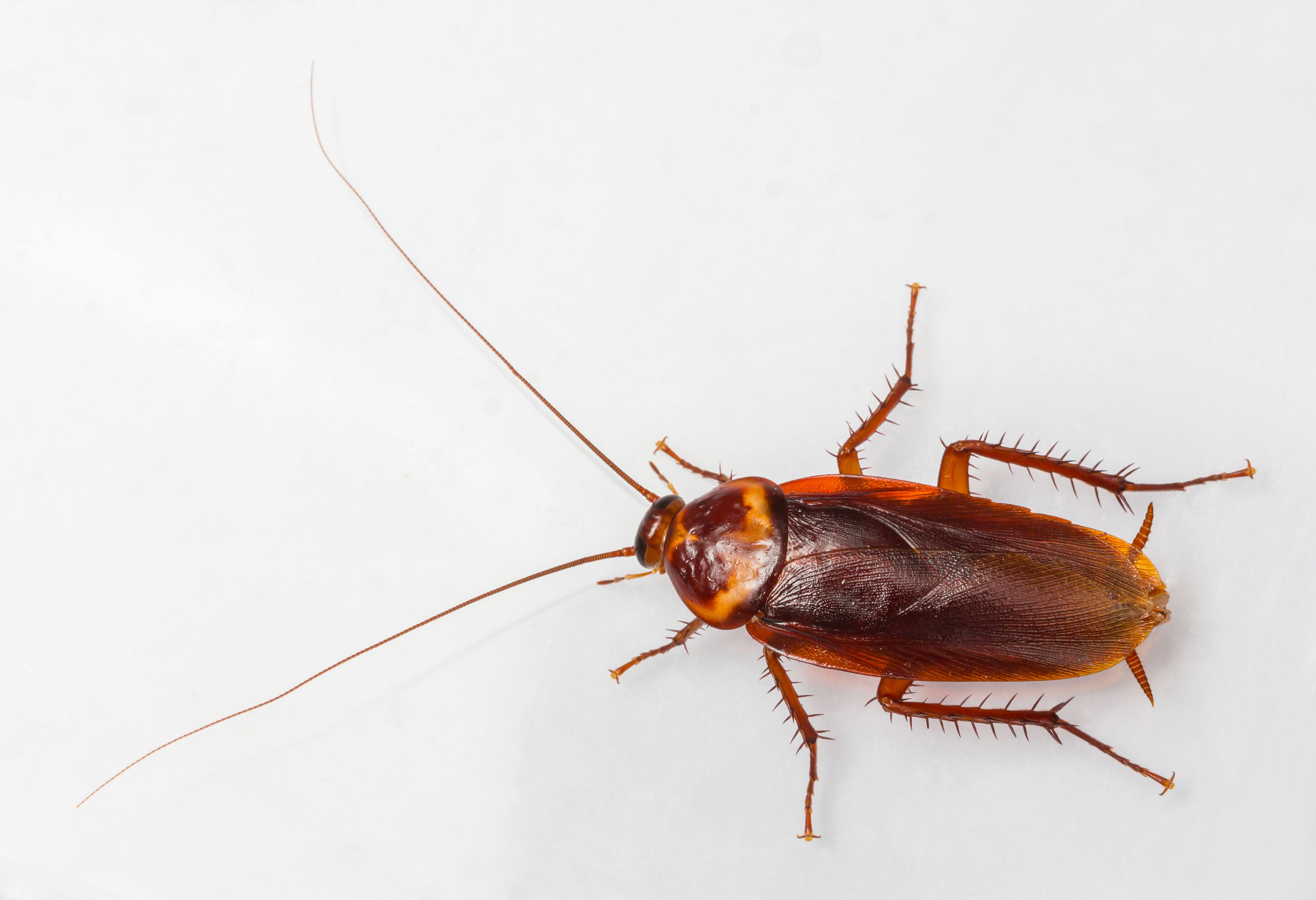 cockroach on white background
