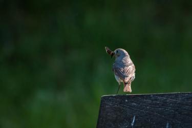 A pest-eating flycatcher