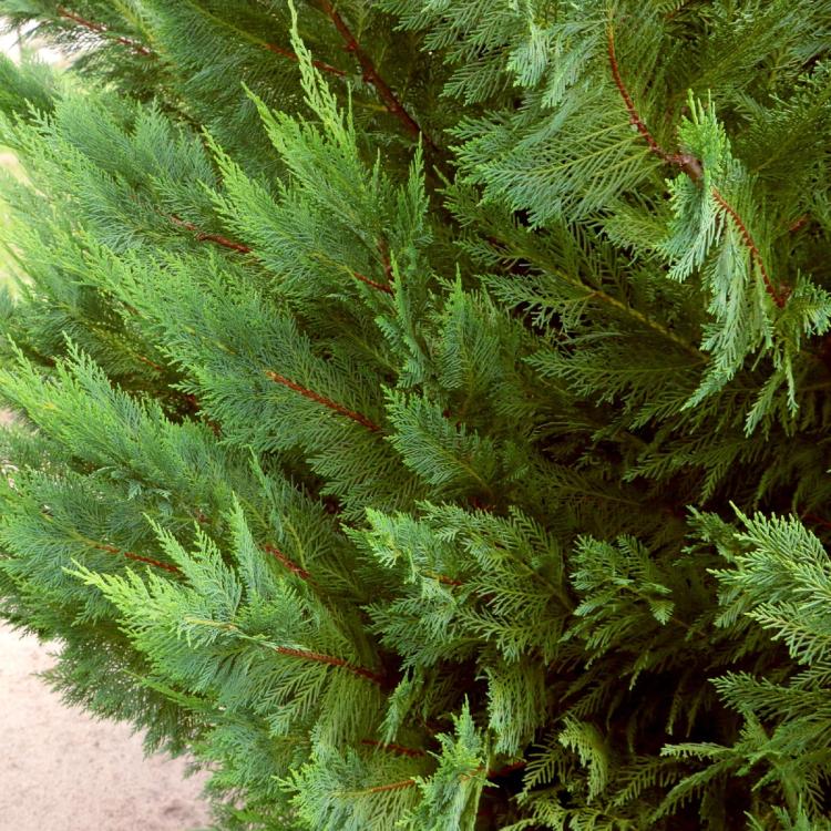 Leyland Cypress Tree Closeup