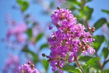Purple Black Diamond Crape Myrtle