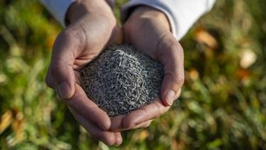 Healthy cool-season grass lawn maintained with Sunday grass seed products for fall lawn care for cool-season grasses.