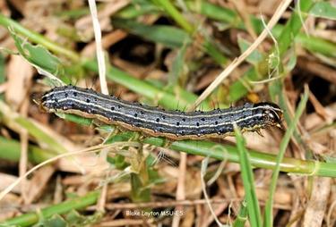 Fall armyworm in lawn