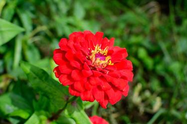 red zinnia