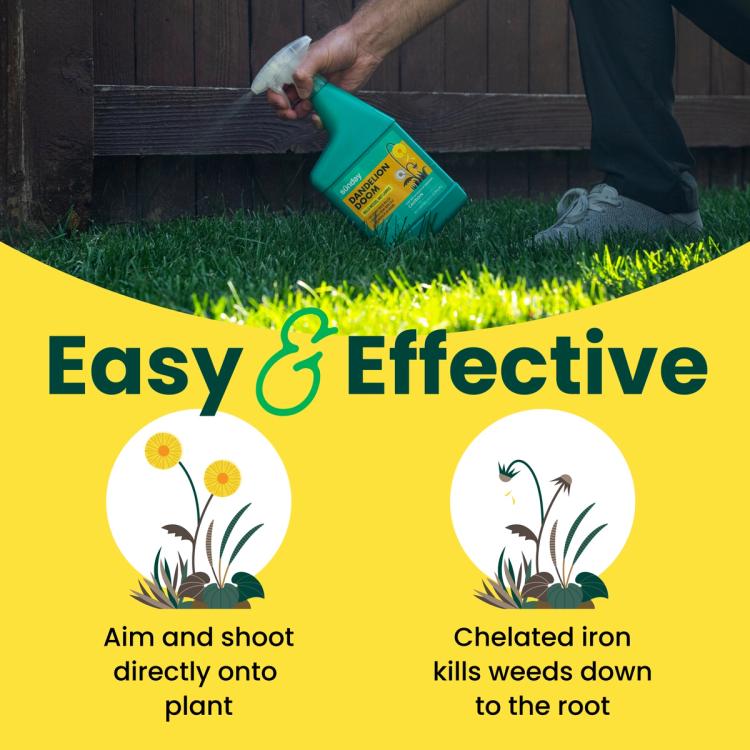 Dandelion Doom Lawn Weed Killer | Ready-to-Use Spot Treatment | Sunday Lawn  Care