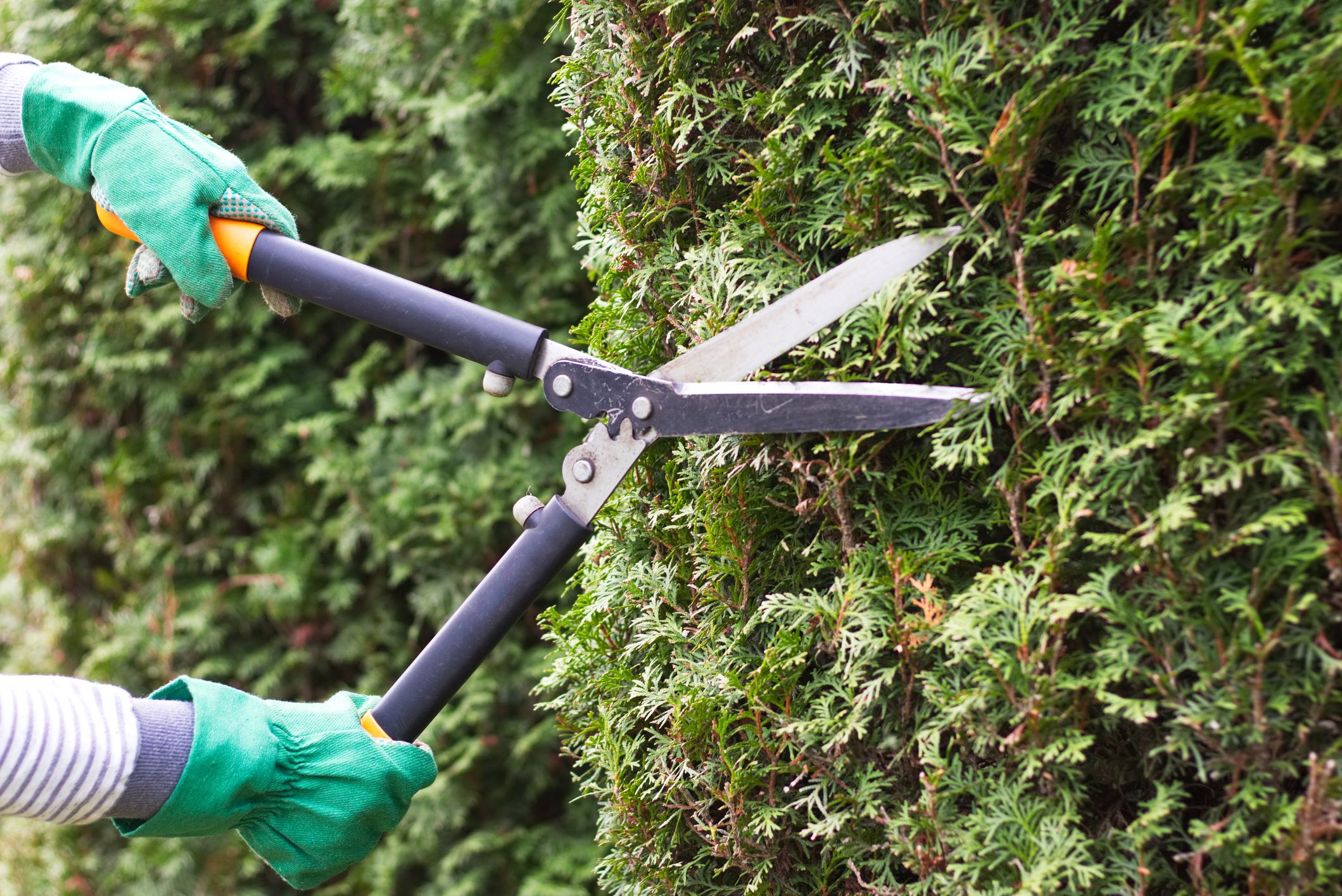 Person pruning a large shrub.