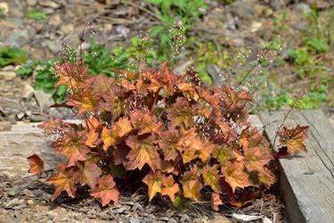 orange heucheras