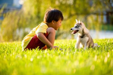 Little boy and dog playing on lawn