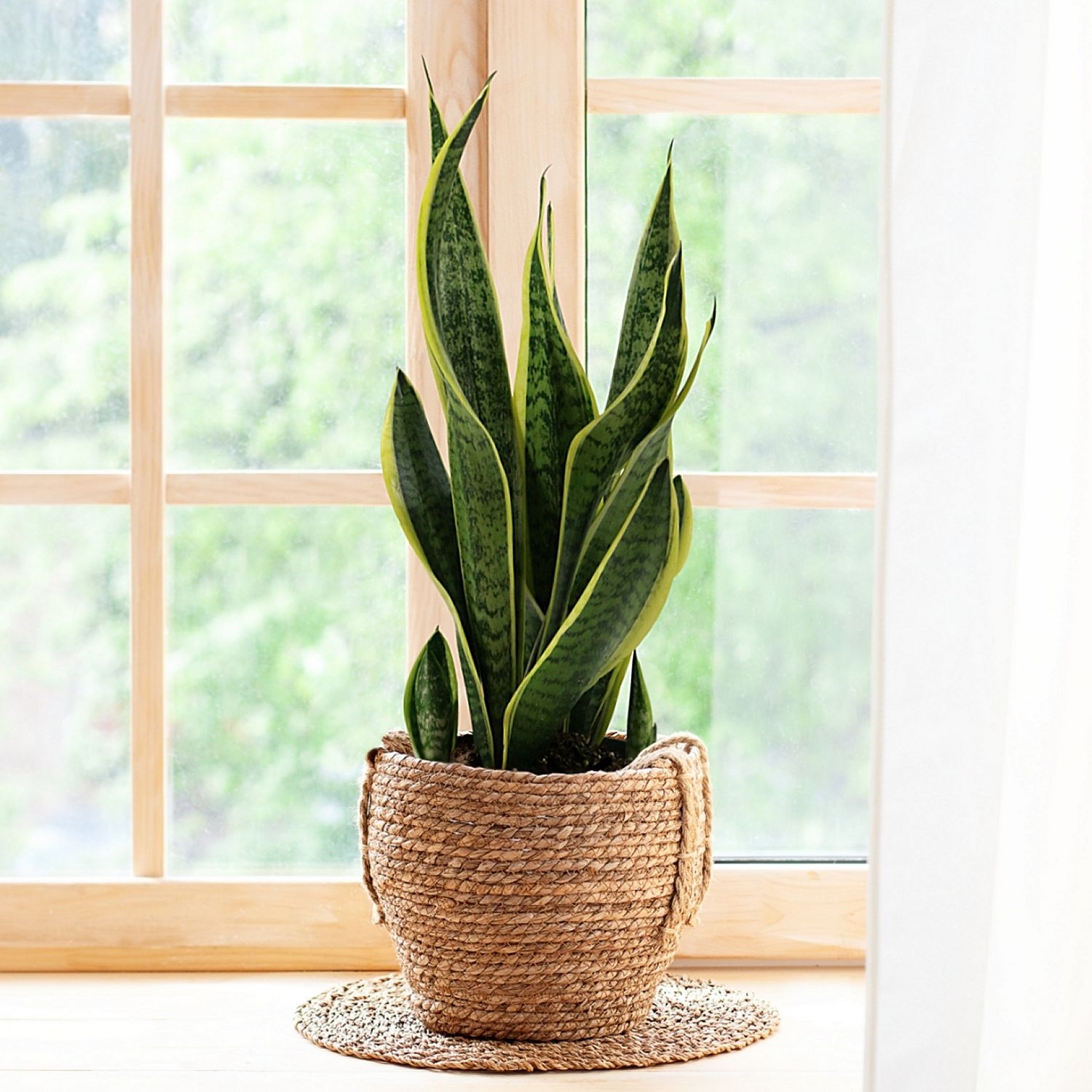 Snake Plant