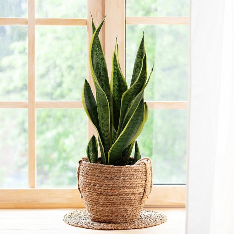 Snake Plant