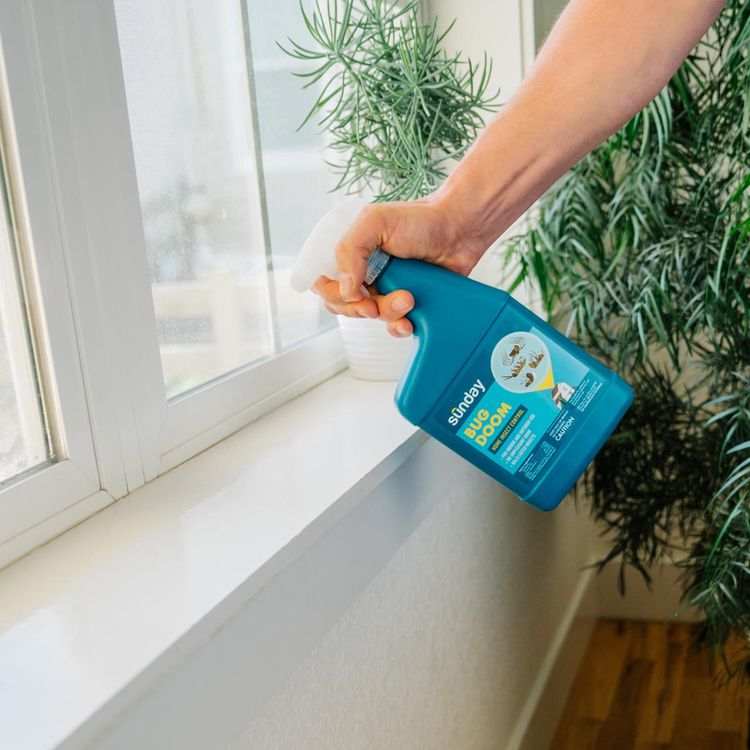 Spraying Bug Doom bug spray on a window sill