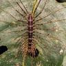House centipedes on leaf